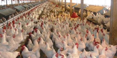 Iraq applied $290 tax per ton, Turkish poultry exports in trouble